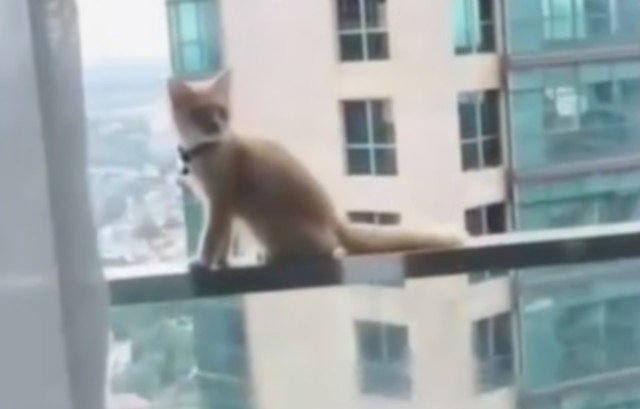 Кот решил погулять по краю балкона на большой высоте