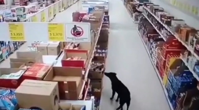 В Колумбии хитрый пес украл из супермаркета собачий корм