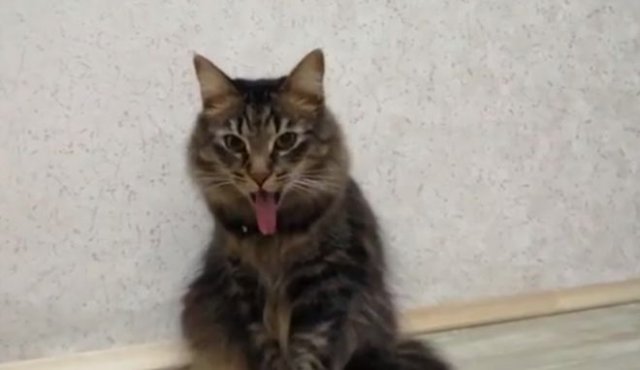 Странная реакция кота на звук отрываемого скотча