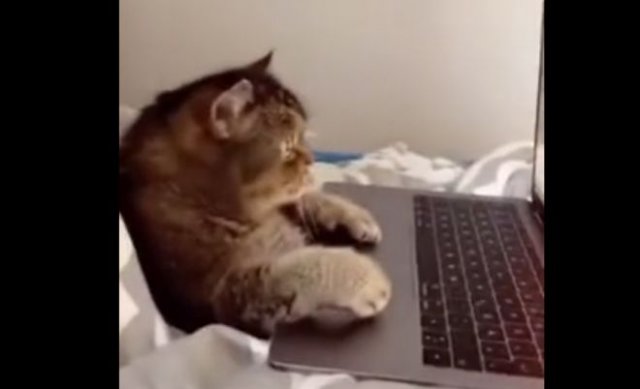 Кот смотрит на ноутбуке видео про птичек