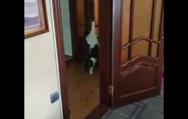 Кот неплохо научился пользоваться дверьми