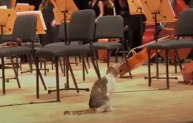 Кошка пришла на концерт классической музыки