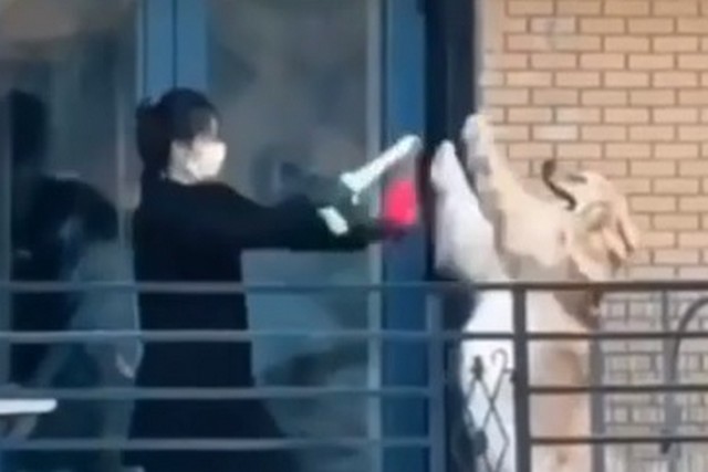 Забавная битва китайской девушки с собакой