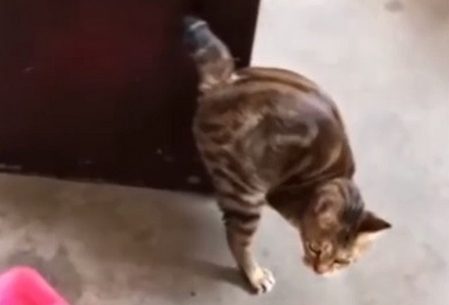 Травмированный котик научился ходить на двух лапках