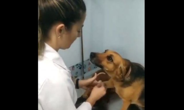 Терпеливый песель на приеме у ветеринара