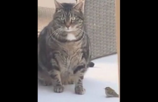 Общение птички и толстого ленивого кота