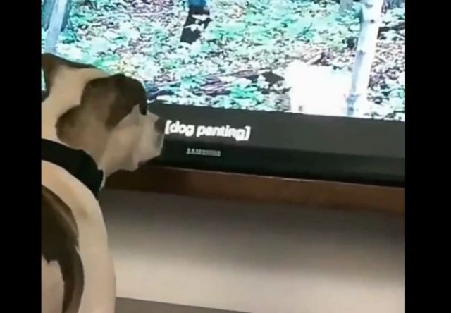 Пес не понимает, куда делась собака из телевизора