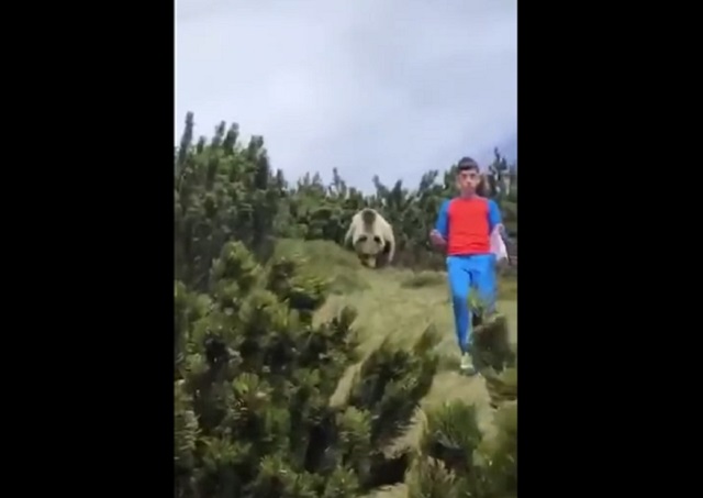 12-летний парень из Италии сохранил самообладание при встрече с медведем