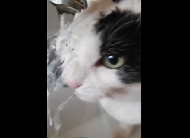 Котик призадумался о жизни и решил выпить немного воды