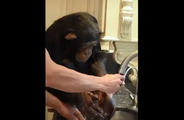 Теперь уже даже обезьян научили мыть руки