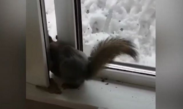 Белка пытается украсть орех и уйти через окно