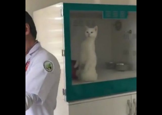Кот пытается понять, что его ждет в ветеринарной клинике