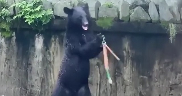 Медведь отрабатывает боевые приемы