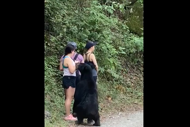 Туристы в Мексике спокойно отреагировали на встречу с медведем