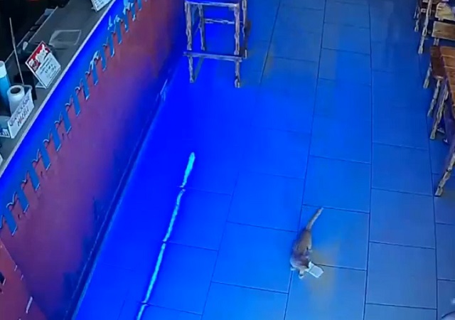 В одном из баров Анапы котенок попытался стащить пачку денег