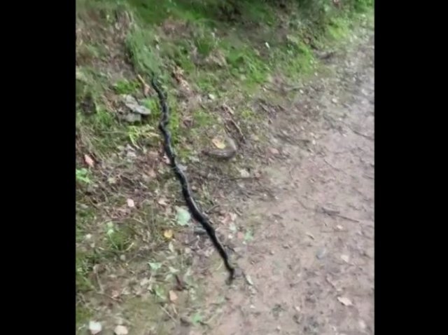 Девушка не испугалась змеи и решила показать ее своим друзьям