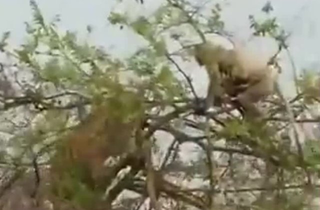 В Индии тигр залез на дерево в погоне за обезьяной и ее детенышем