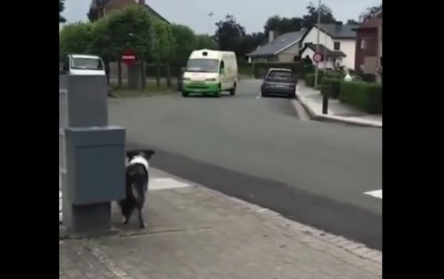 Пес встречает фургон мороженщика