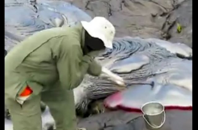 Геолог собирает горячую лаву из действующего вулкана