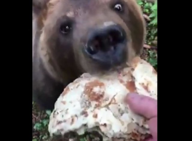 Дружелюбный медведь кушает блины