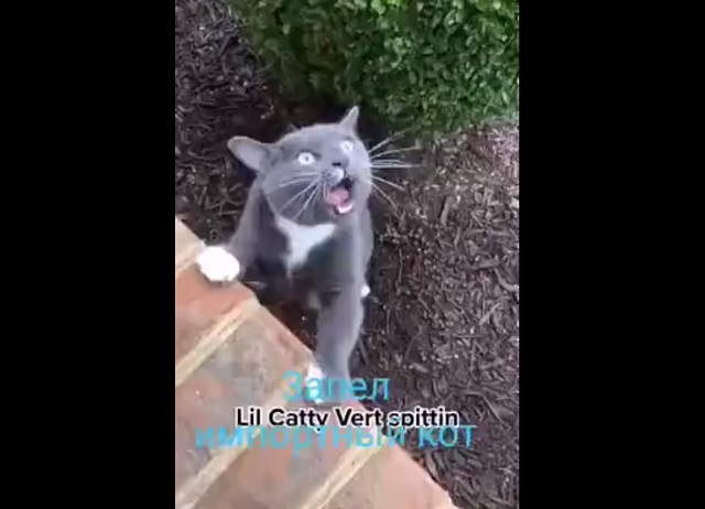 Кот издает очень необычные звуки