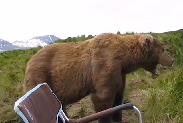 Фотограф не испугался медведя гризли, который пришел с ним познакомиться