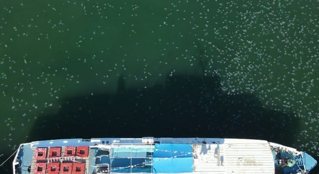 Скопление крупных медуз в одесском морском вокзале