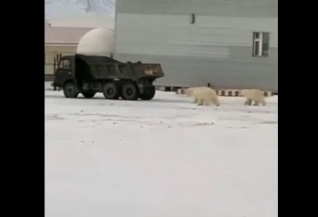 Белые медведи преследуют грузовой автомобиль