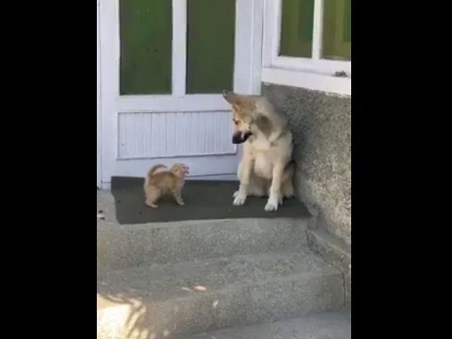 Дружелюбный пес и агрессивный котенок