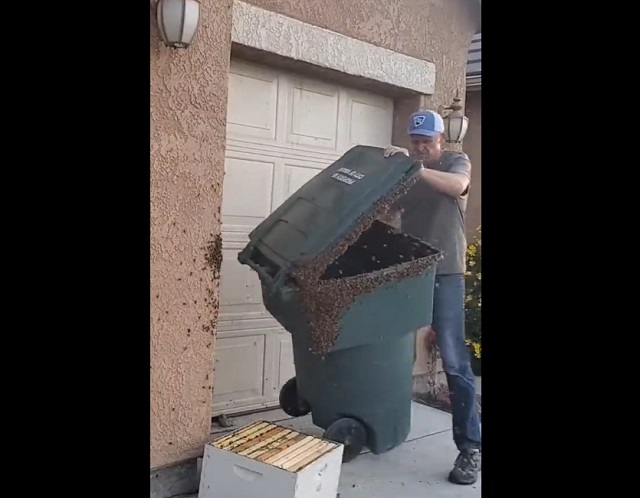 Рабочие убирают пчел из мусорного контейнера