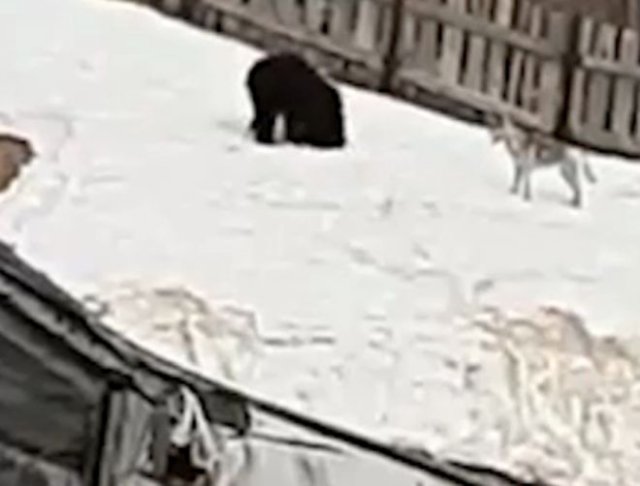 На Сахалине медведь катается со снежной горки и не обращает внимания на собаку