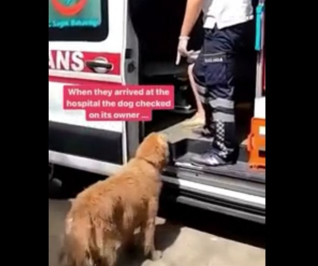 Преданный пес бежит за машиной скорой помощи, в которой везут его хозяина
