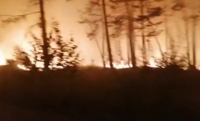 В Челябинске пожарные спасли олененка из горящего леса