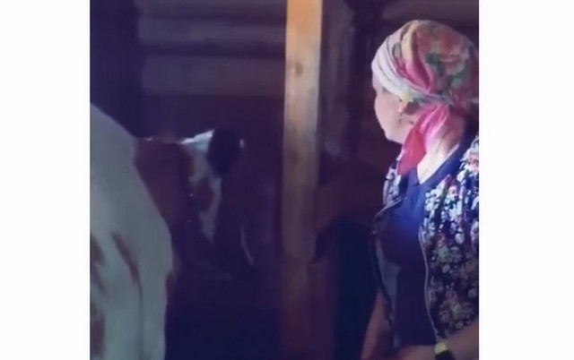 Девушка рассказывает корове про проблемы с поиском быка