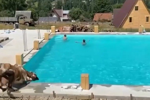 Неожиданный посетитель бассейна распугал купающихся