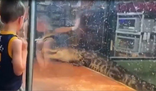 Аллигатор чуть не откусил руку сотруднице центра рептилий в США