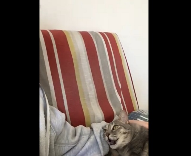 Девушка сказала коту что-то неприличное