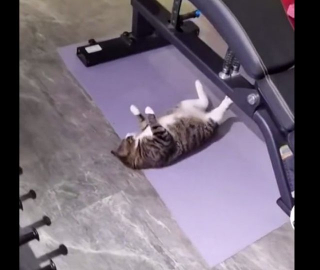 Кот решил провести небольшую тренировку после праздников