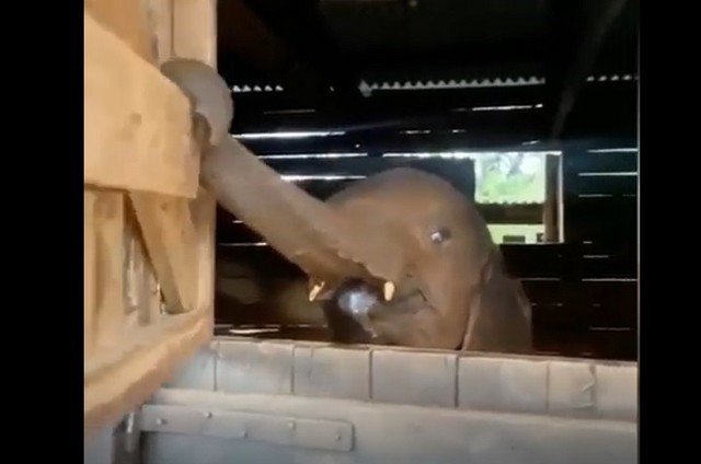 Слоненок,