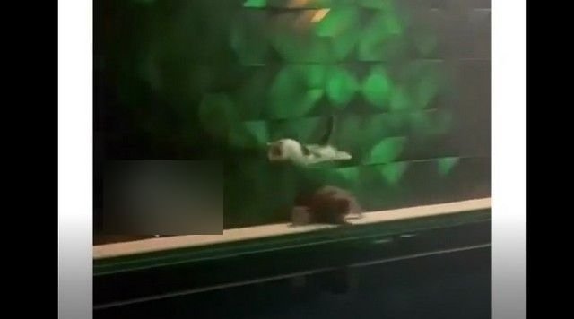 Забавный ролик с котом, который упал в бассейн