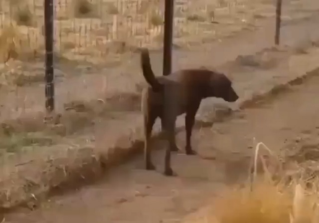 Кот-переросток выразил псу свое уважение