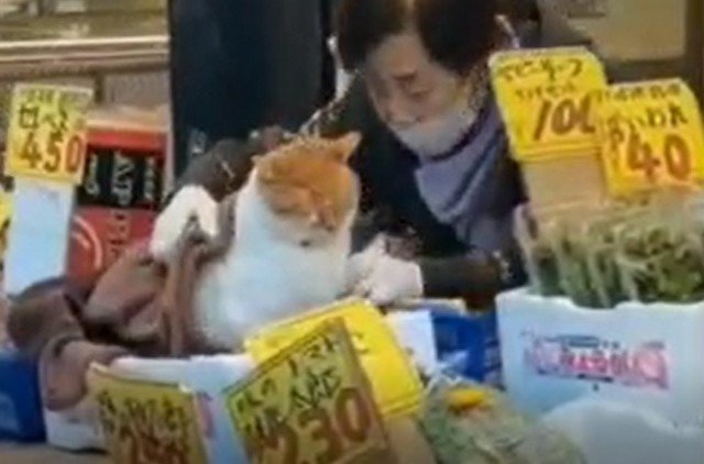 Продавщица на рынке греет своего котика