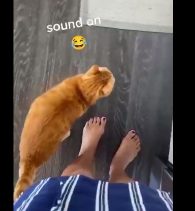Реакция кота на звук открывающейся консервной банки