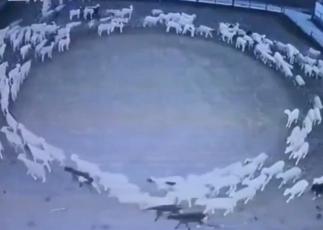 В Китае более сотни овец уже почти две недели почему-то ходит кругами