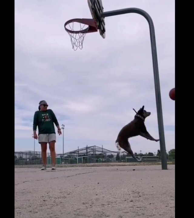 Фэйл от неуклюжего пса-баскетболиста