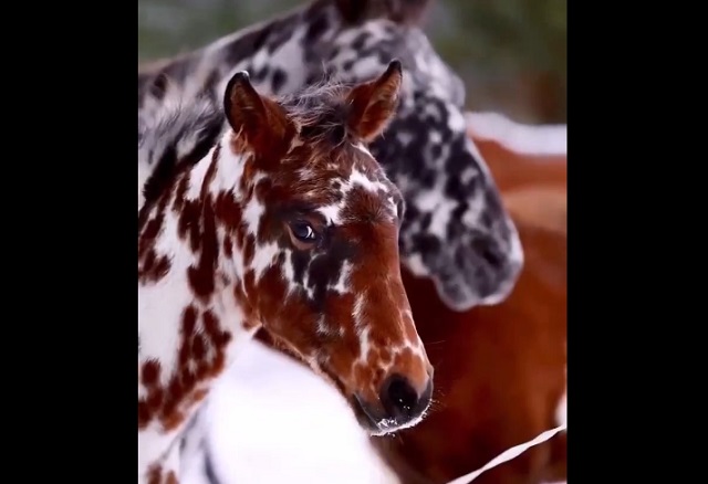 Необычная порода лошадей из Дании под названием Кнабструппер