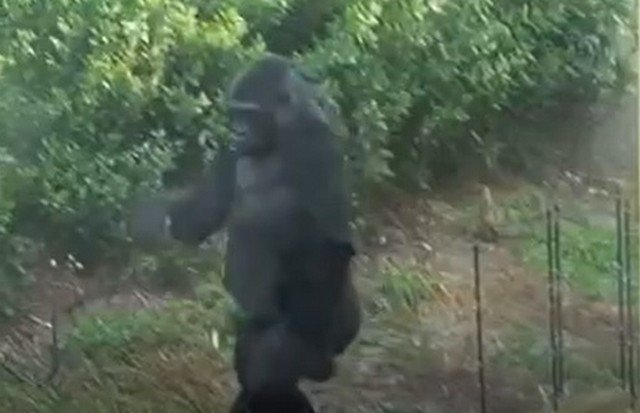 Кажется, эти гориллы что-то натворили и пытаются уйти от ответственности