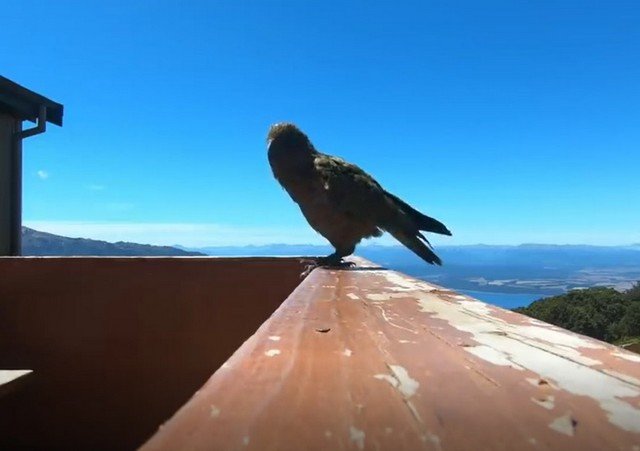 В Новой Зеландии попугай забрал камеру у нерадивых туристов