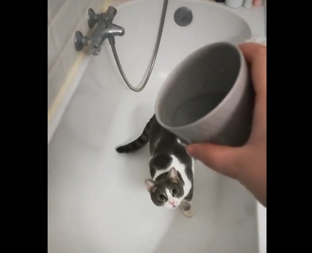 Забавная реакция кота на воду