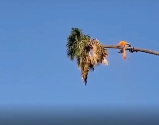 Когда нужно срезать верхушку пальмы